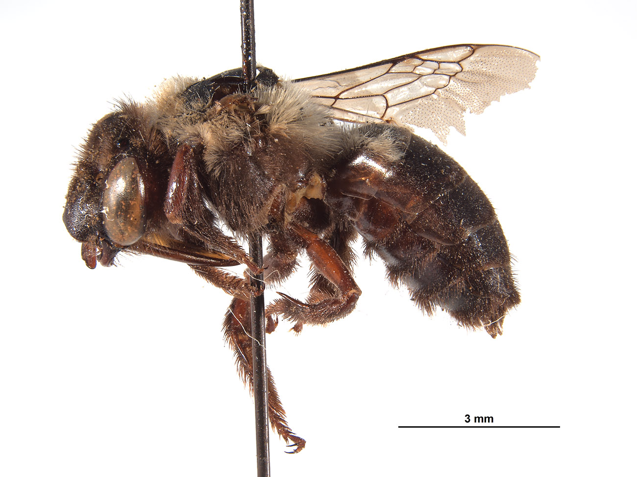 Anthophora abruptella image